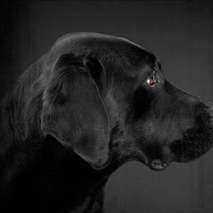 Meet your Posher, Bruce